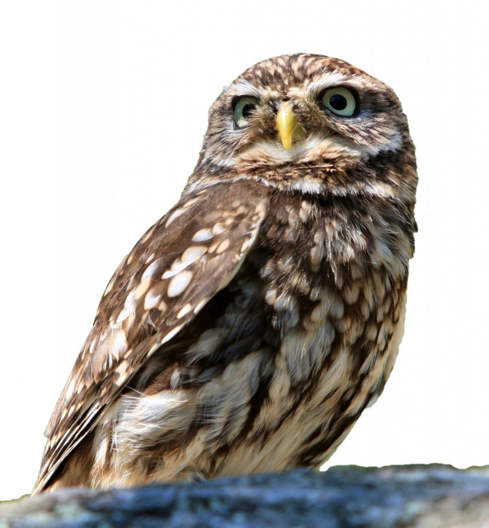 Owl, Bird, Isolated, White, Background, animal wildlife, one animal preview