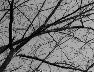 leafless tree thumbnail