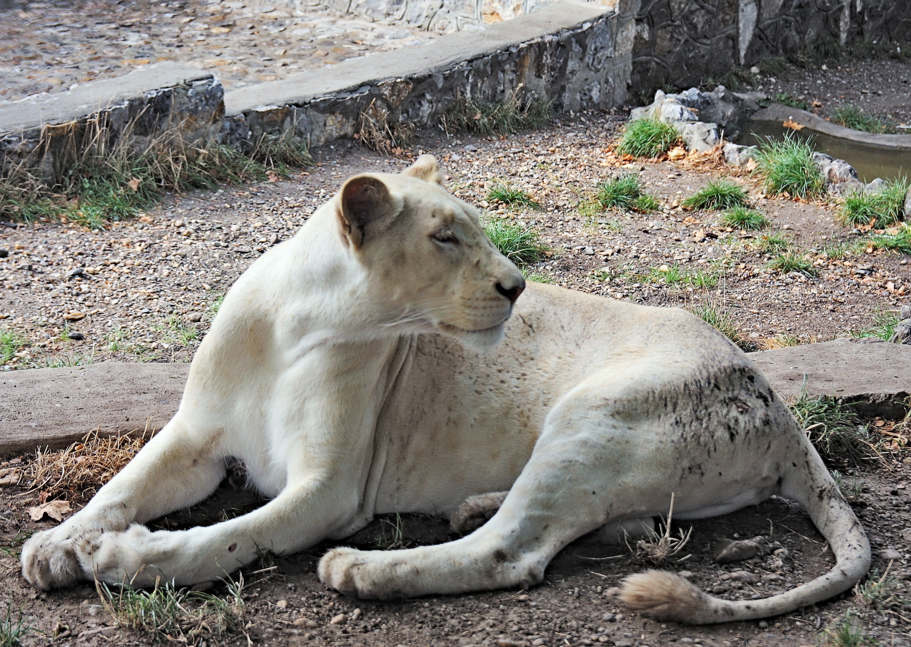 lioness animal