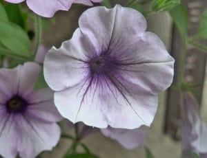 purple bindweed flwoer thumbnail