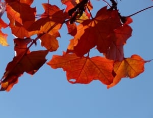 orange leaf tree thumbnail