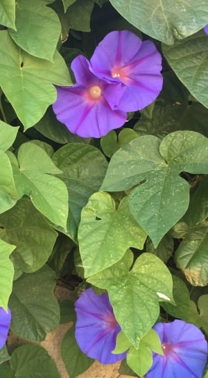 green leaves and purple flowers thumbnail