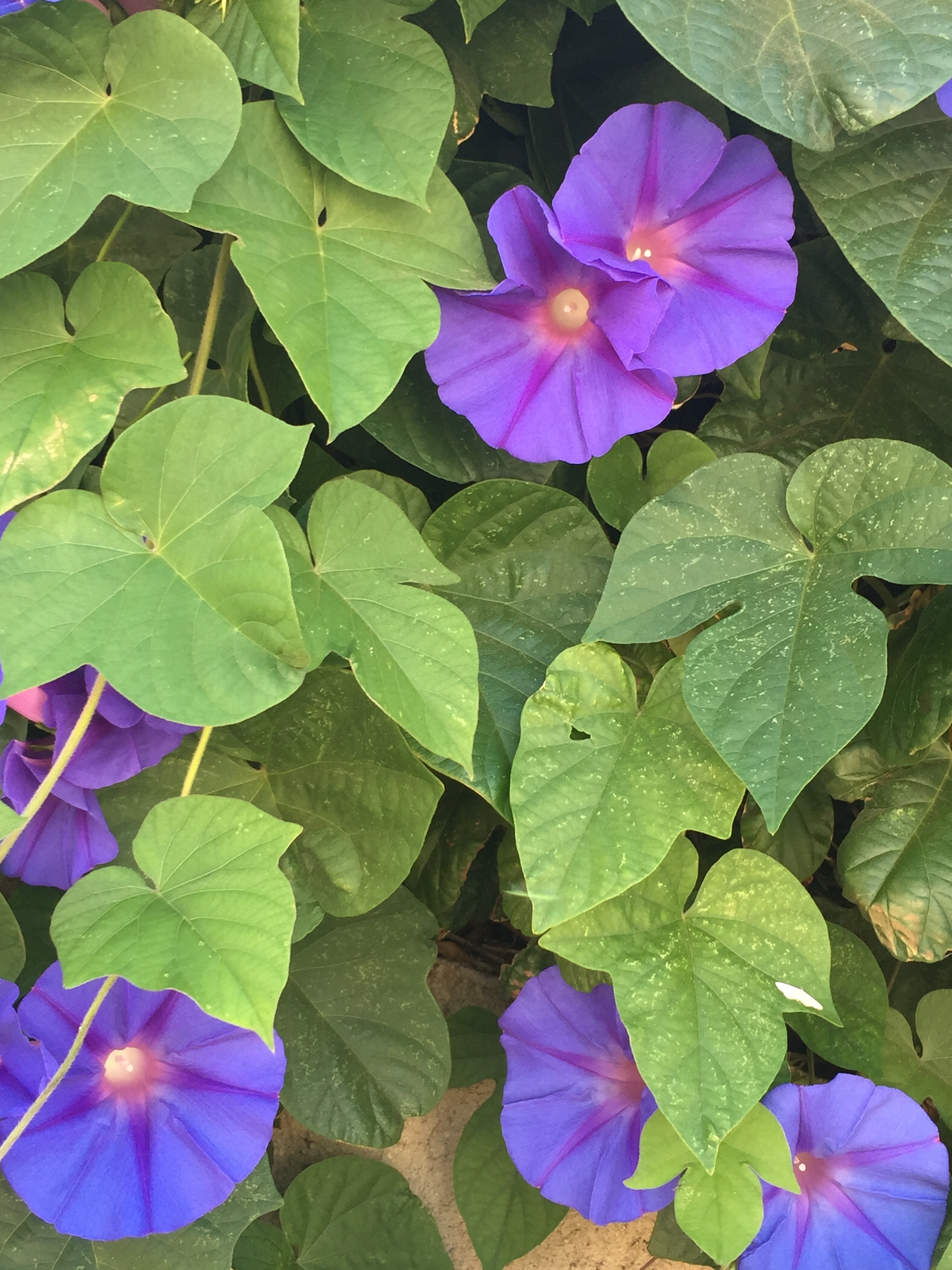 green leaves and purple flowers