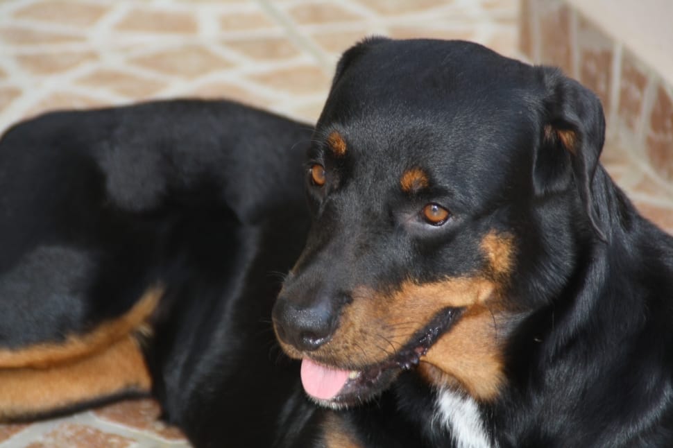 rottweiler dog preview