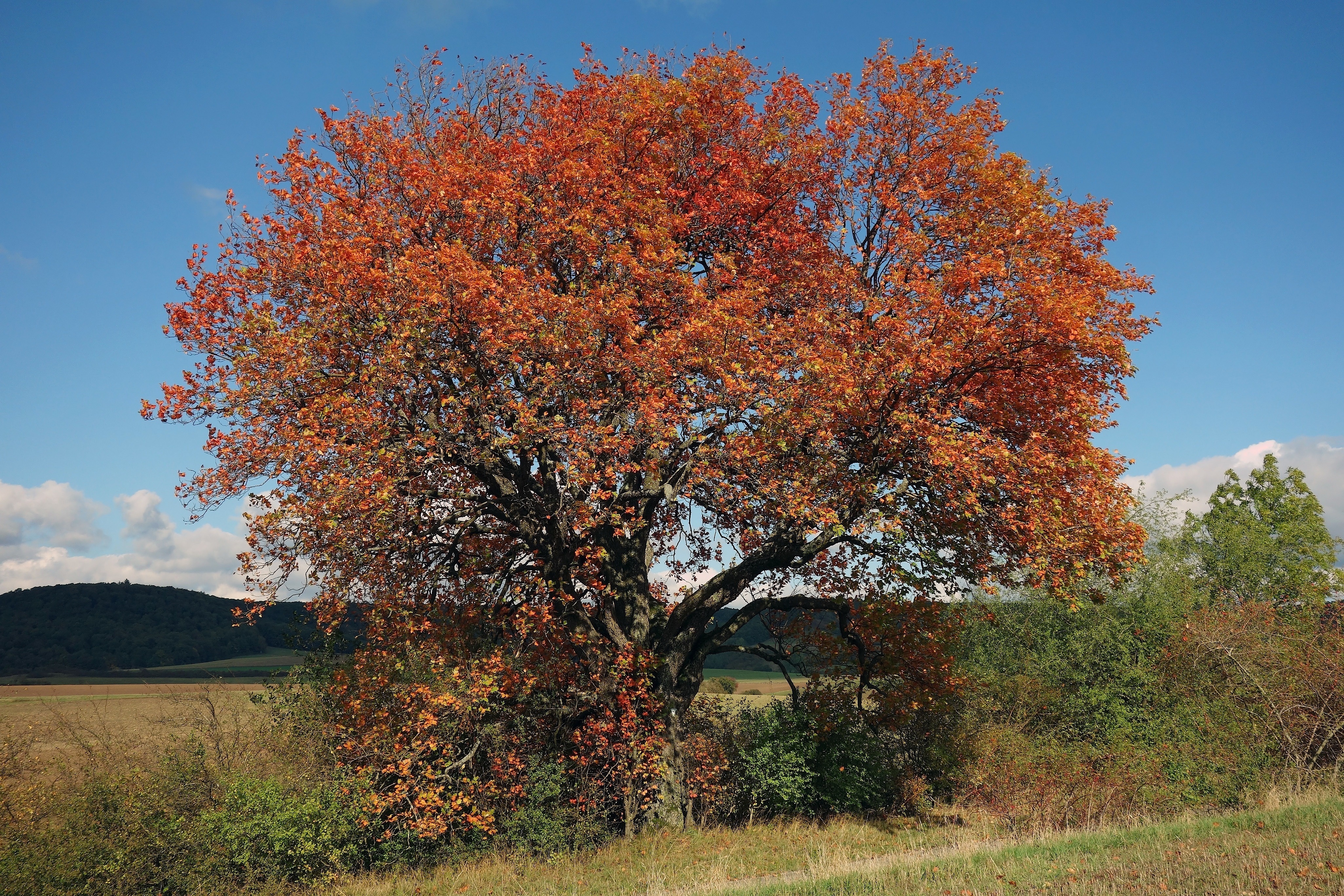 orange leaf tree