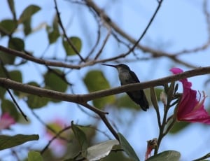 humming bird on hibiscus branch thumbnail