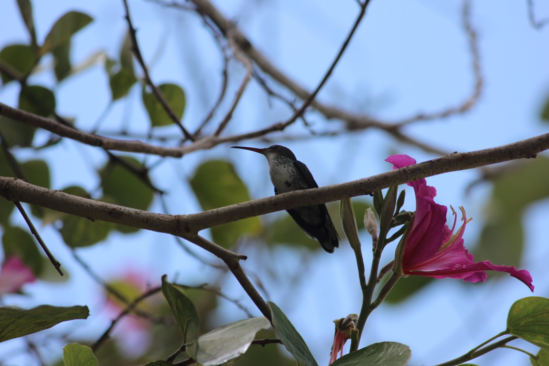 humming bird on hibiscus branch