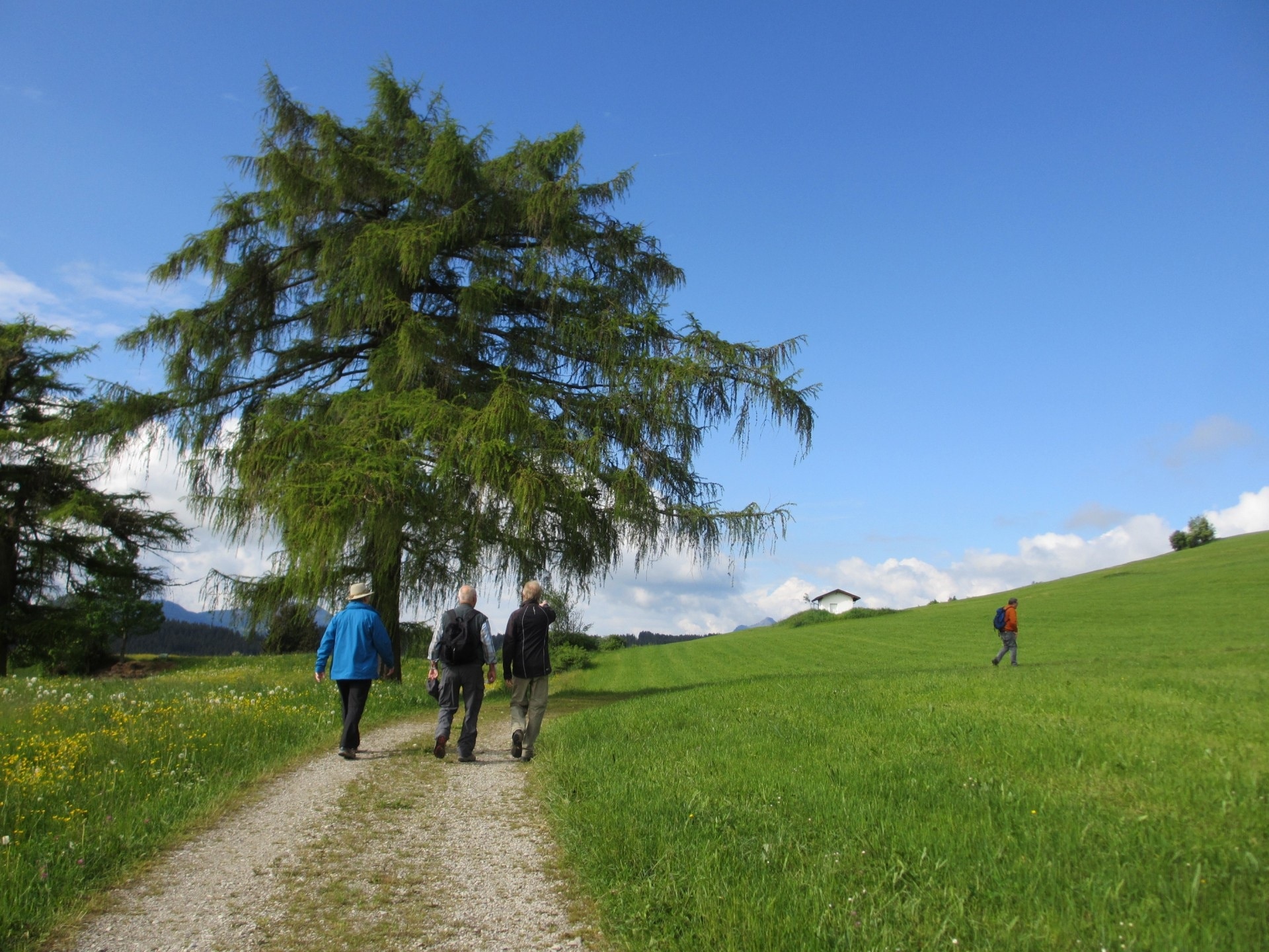men walking on dirt road between green grass field during daytime