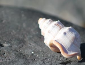white and brown conch shell thumbnail