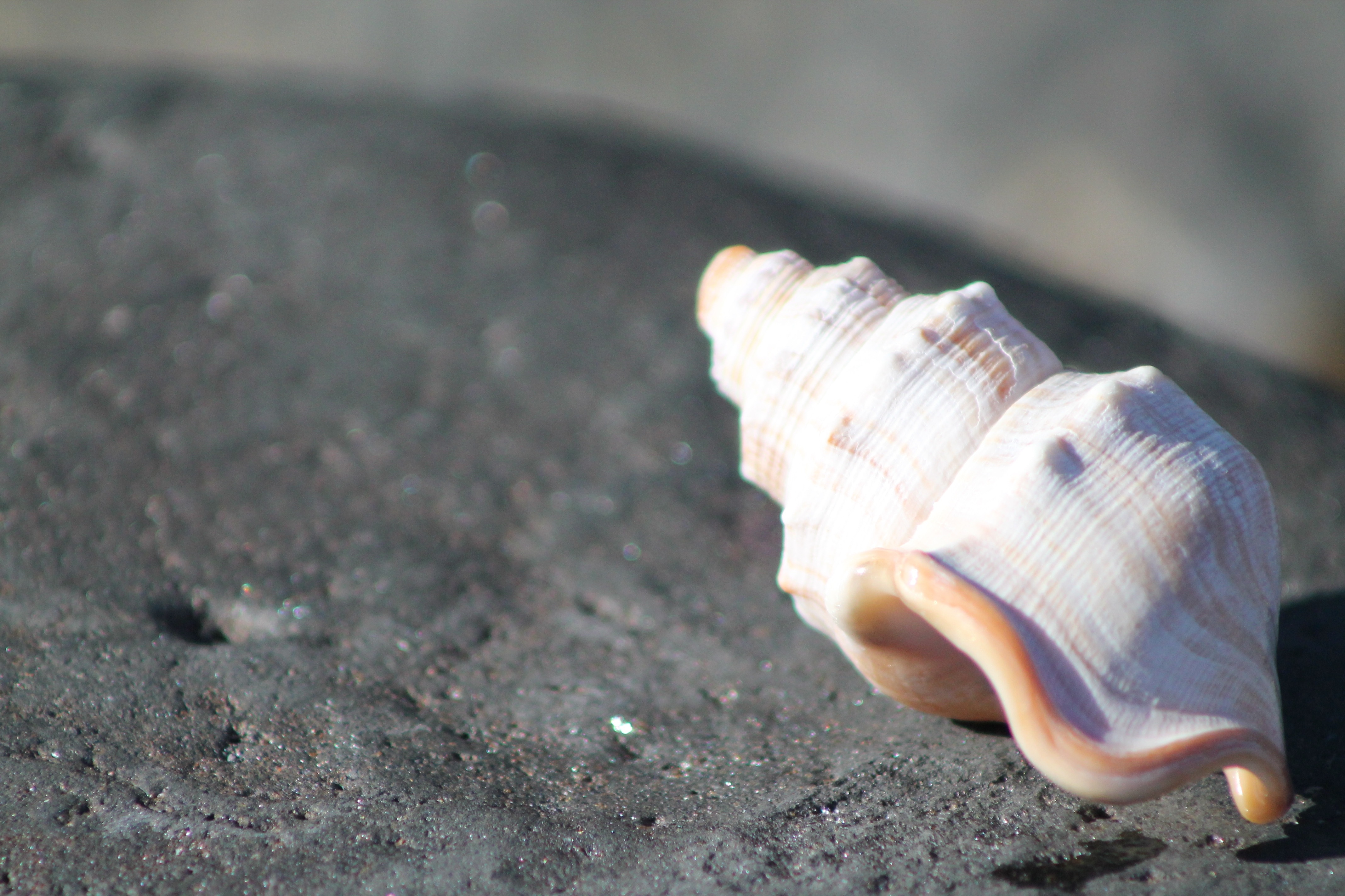 white and brown conch shell