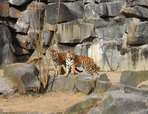 2 reddish orange stripe fur tigers thumbnail