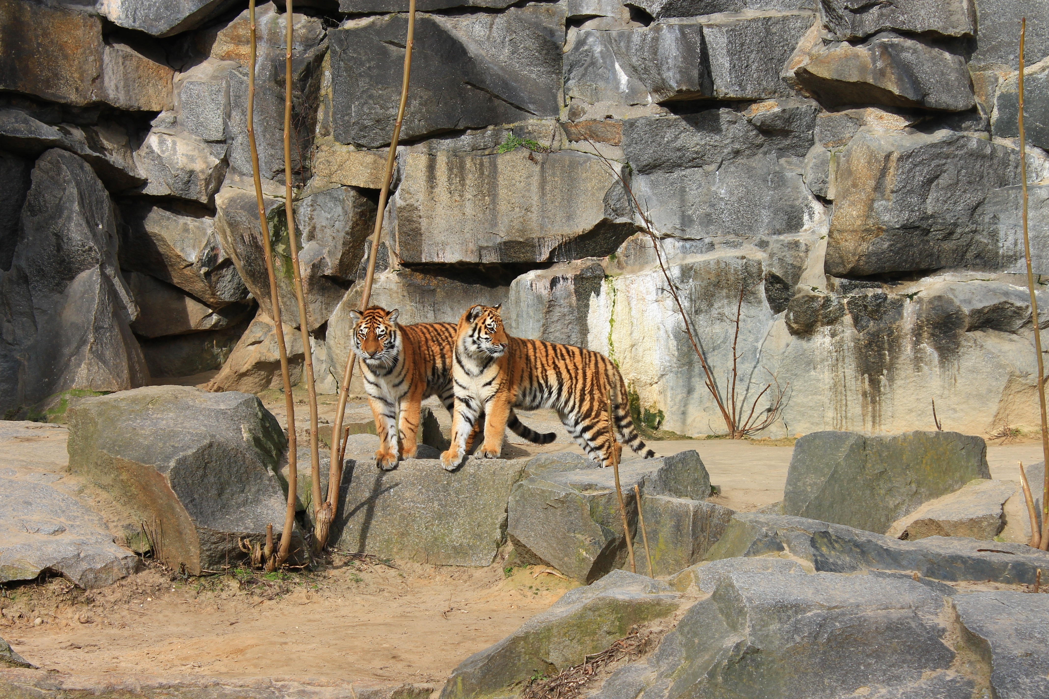 2 reddish orange stripe fur tigers