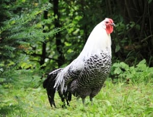 white and black coated rooster thumbnail