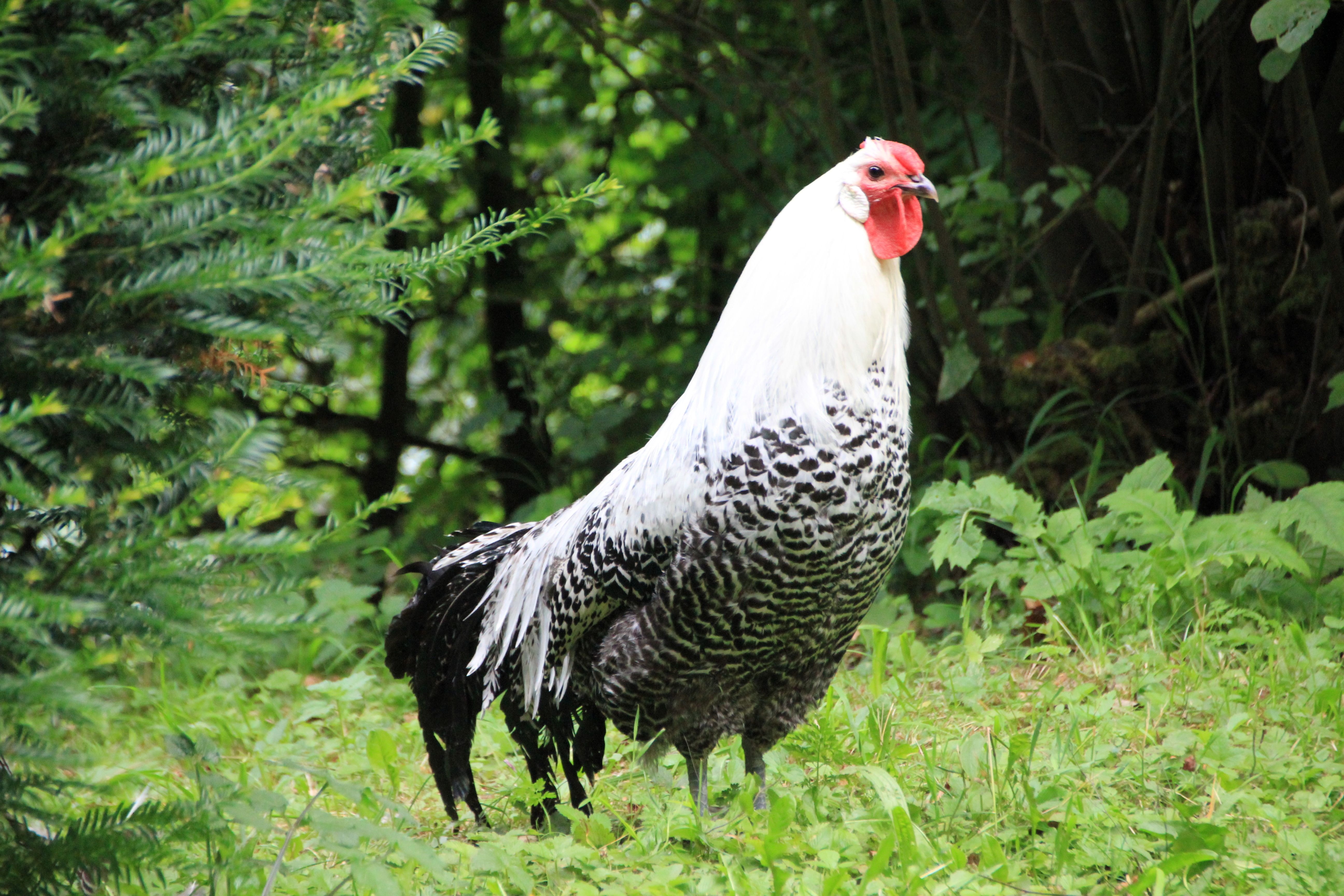 white and black coated rooster