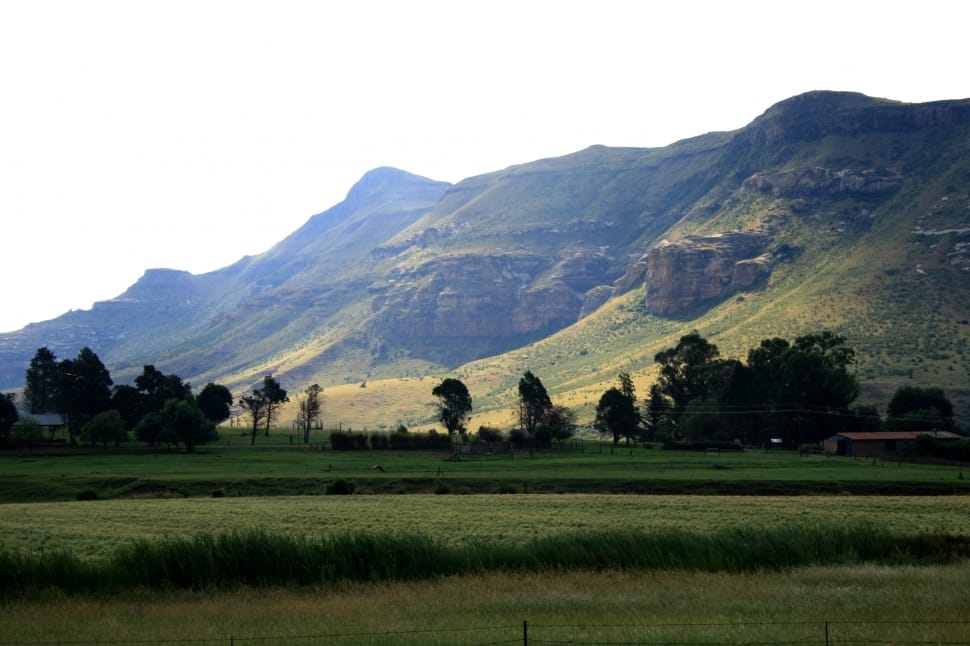 grass covered mountain with trees preview