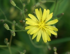 person taking photo of yellow flower in tilt shift photography thumbnail