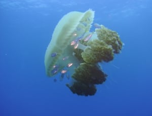 yellow and white jelly fish thumbnail