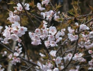 white and pink cherry blossoms tree thumbnail