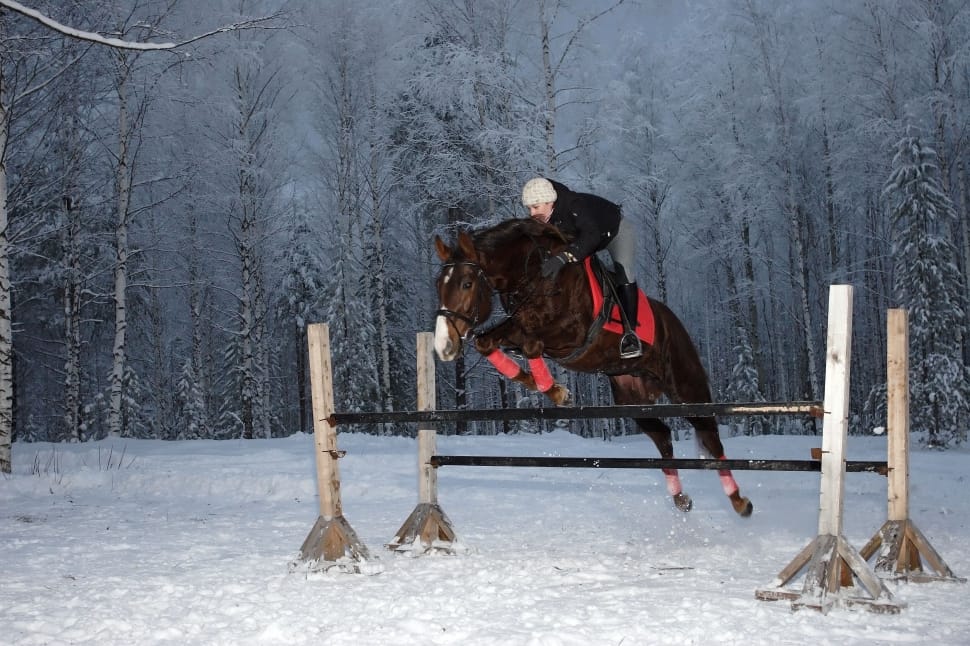 person riding horse on snow preview