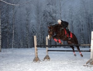 person riding horse on snow thumbnail