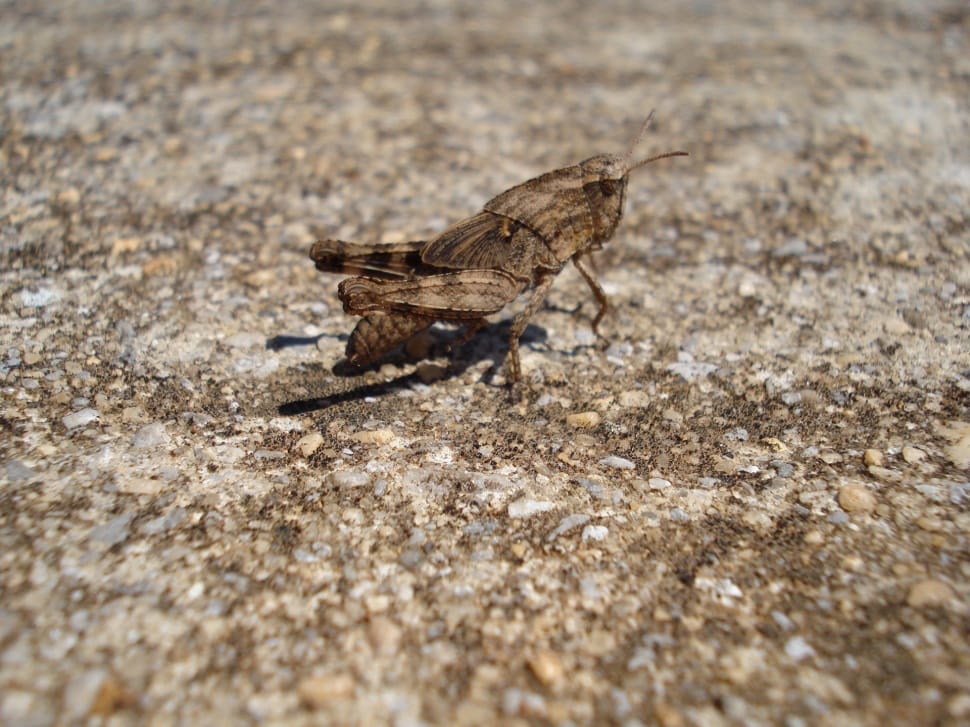 brown grasshopper preview