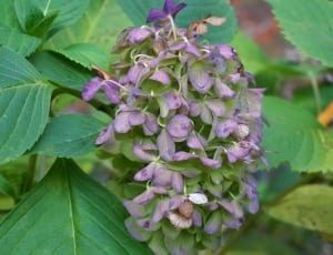 close up photo of purple petaled flower thumbnail