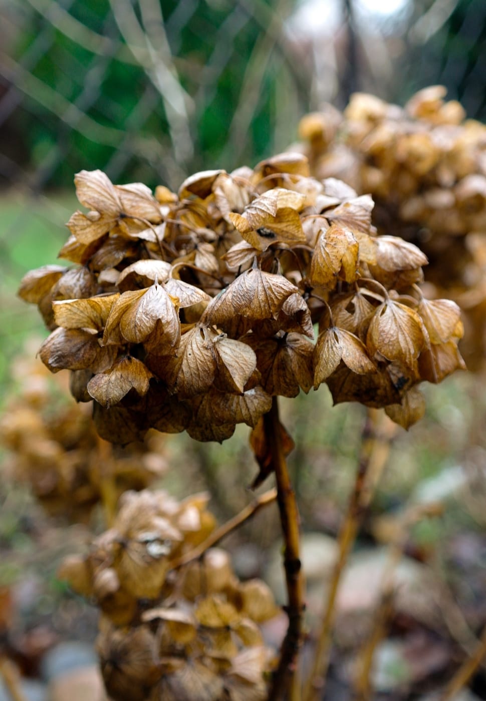 brown dried hydrangeas preview