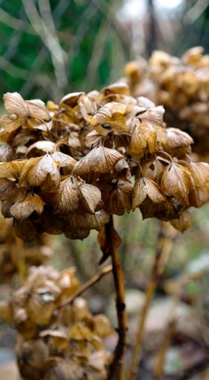 brown dried hydrangeas thumbnail