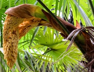 palm tree thumbnail