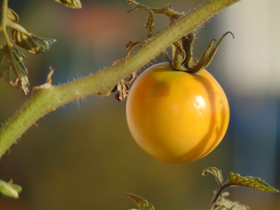 yellow tomato preview