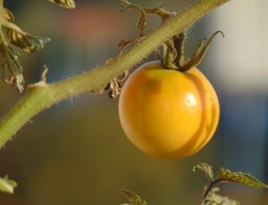 yellow tomato thumbnail