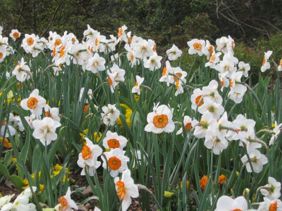 white orange daffodils field preview