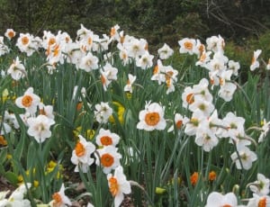 white orange daffodils field thumbnail