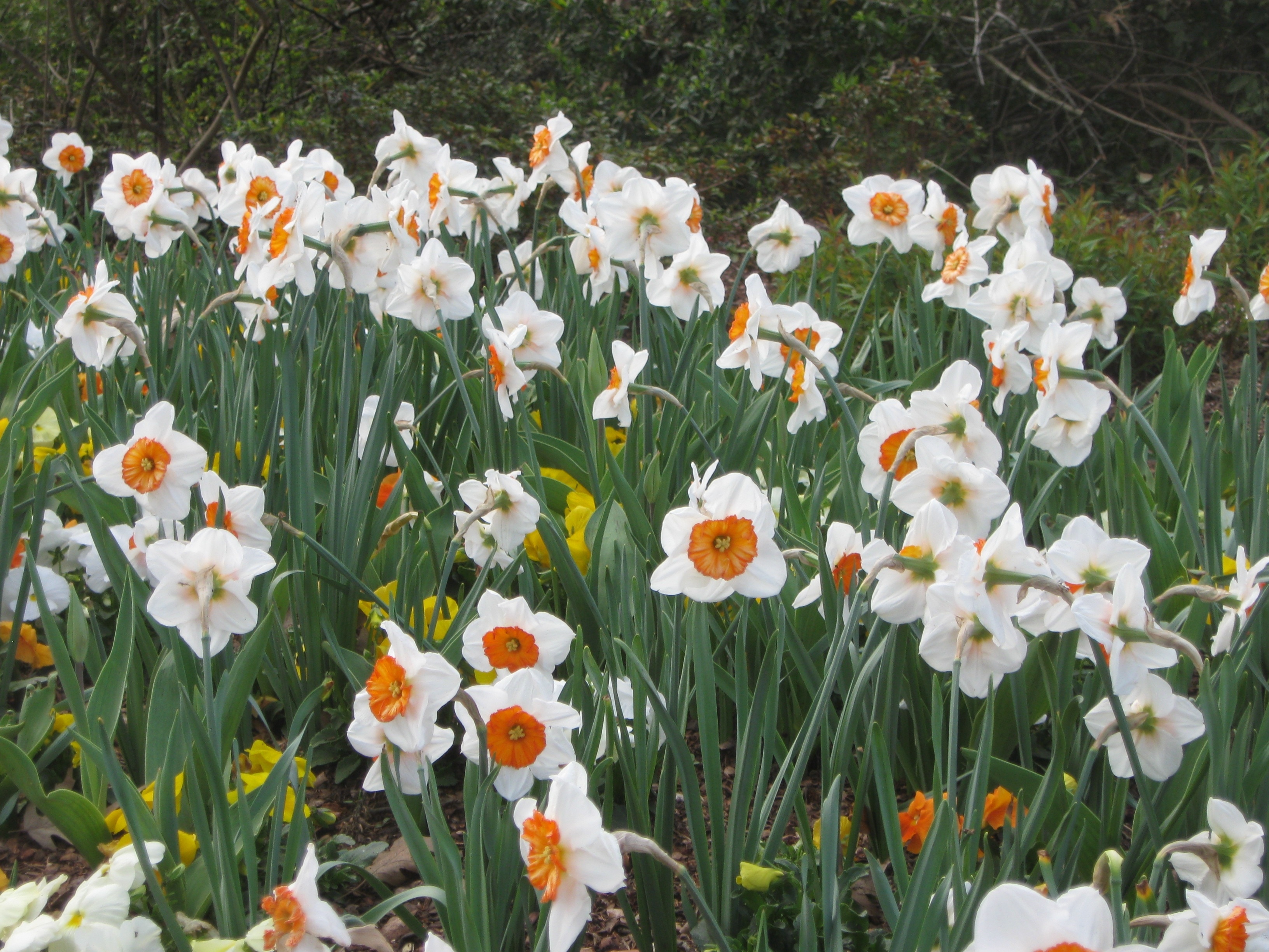 white orange daffodils field