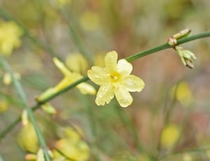 close up photograph of yellow petal flower plant thumbnail