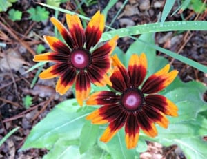 2 black red and yellow petaled flower thumbnail