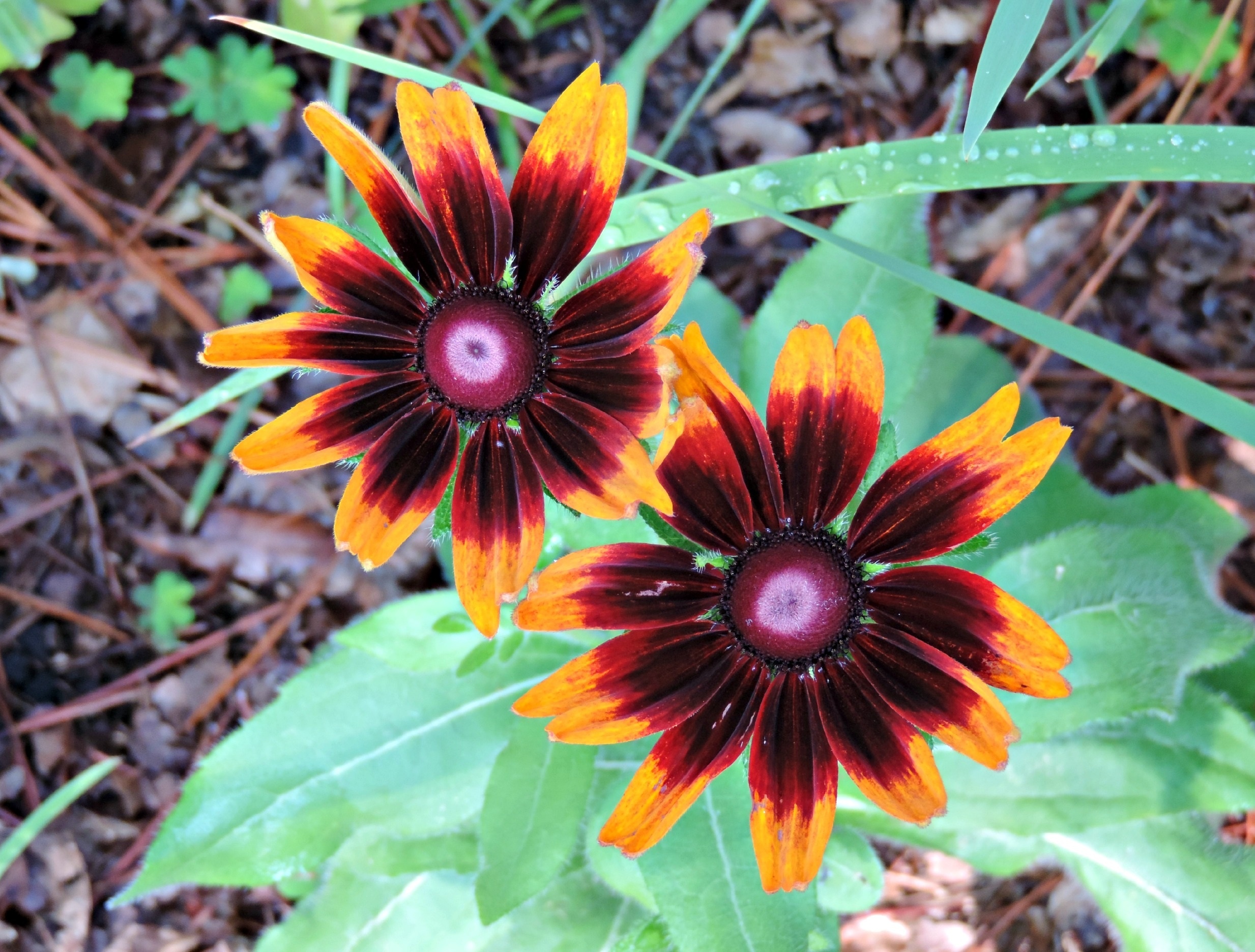 2 black red and yellow petaled flower