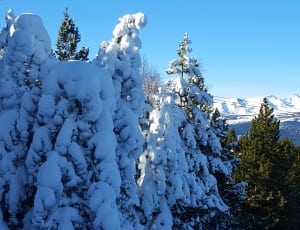 trees covered by snow thumbnail