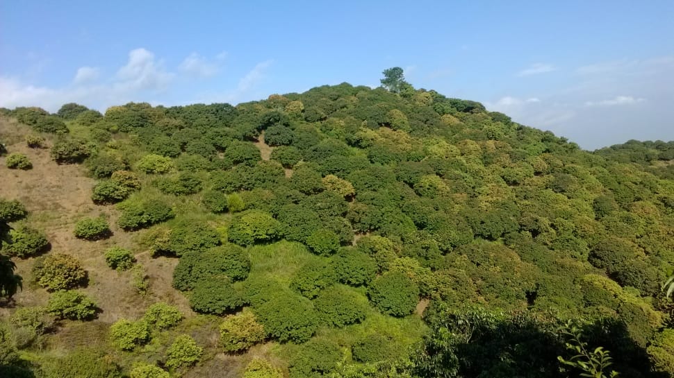 green trees preview