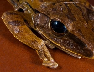 brown and gold frog decor thumbnail
