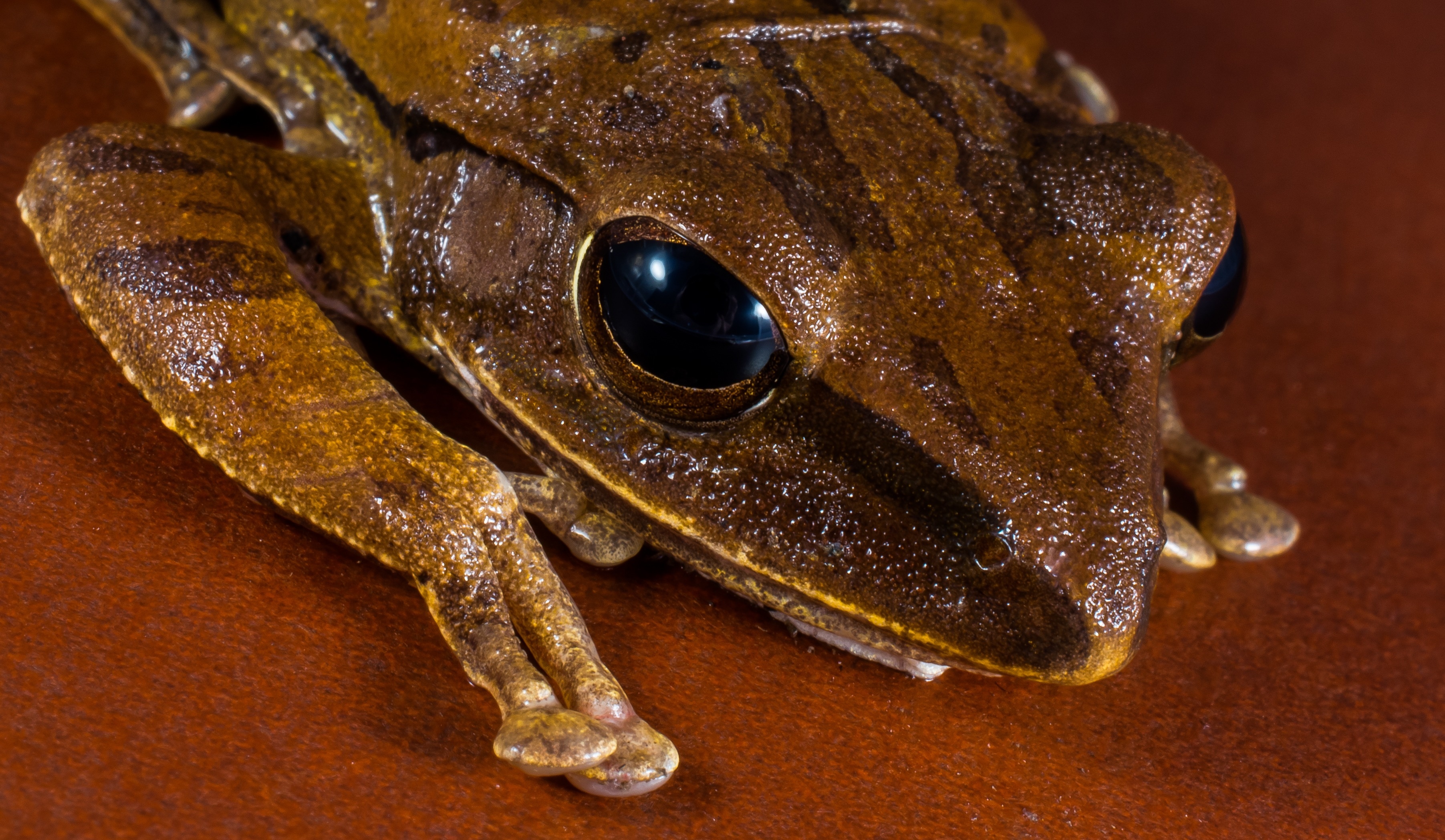 brown and gold frog decor