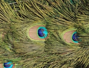 peafowl feather thumbnail