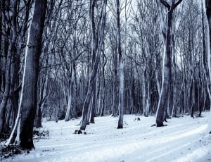 bare trees filled with snow thumbnail
