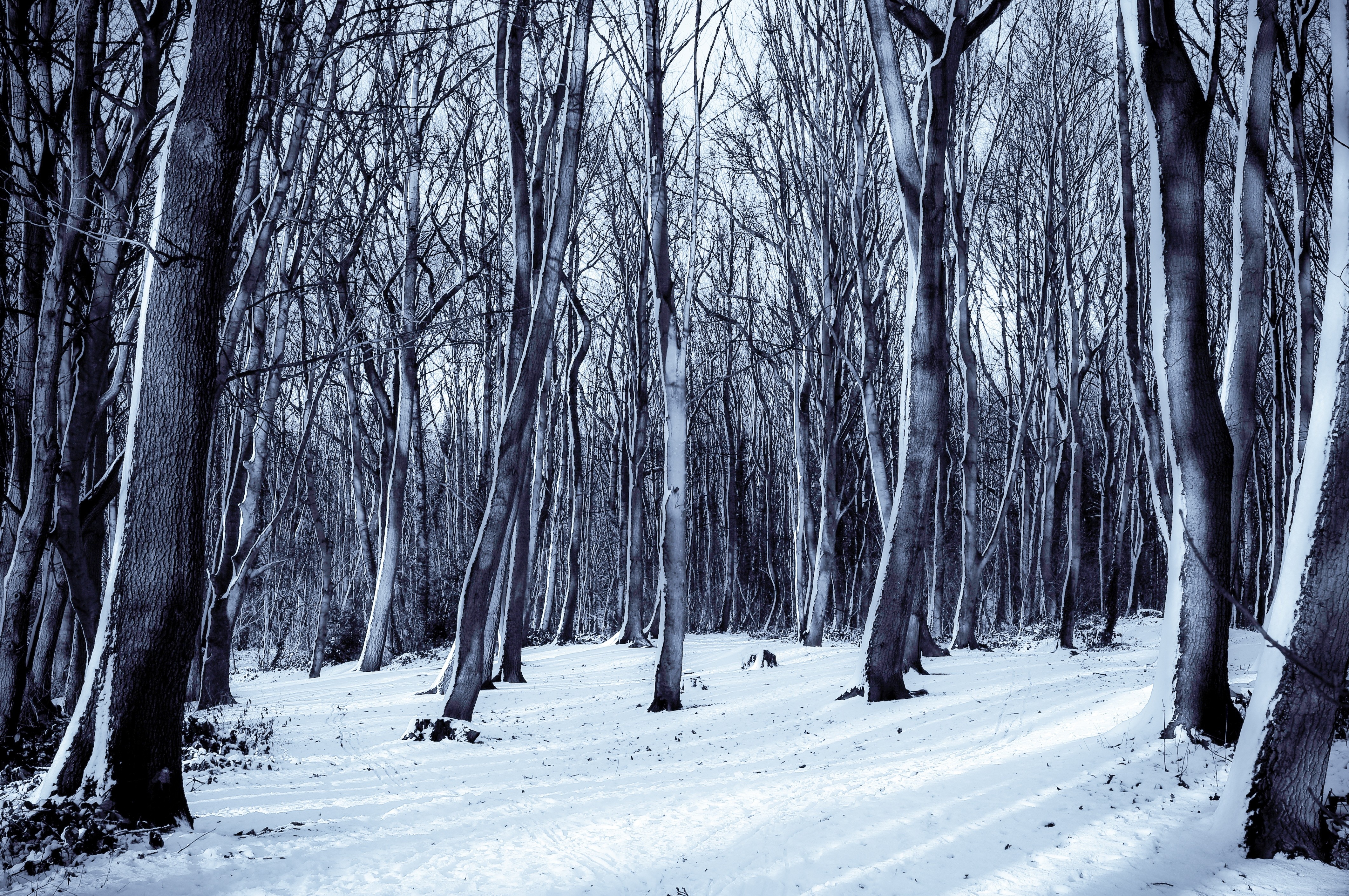 bare trees filled with snow