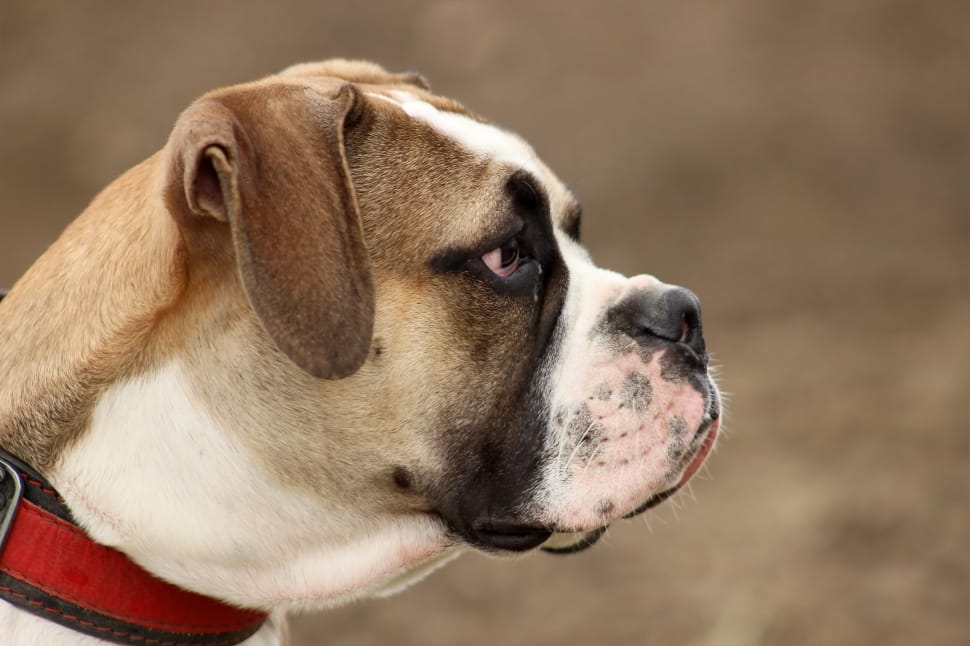 brown and white american bulldog preview
