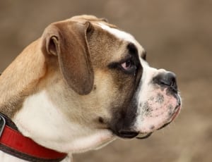 brown and white american bulldog thumbnail