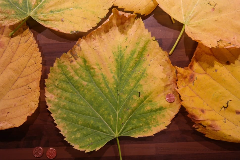 dried heart shaped leaves preview