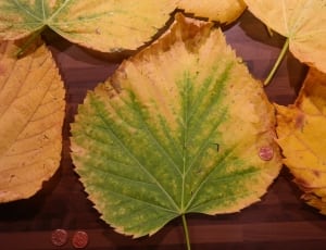 dried heart shaped leaves thumbnail