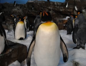 king penguin thumbnail