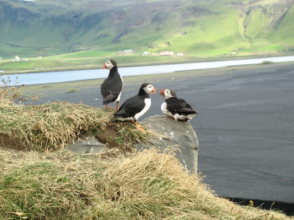 three black and white short beak ducks on top of white stone preview